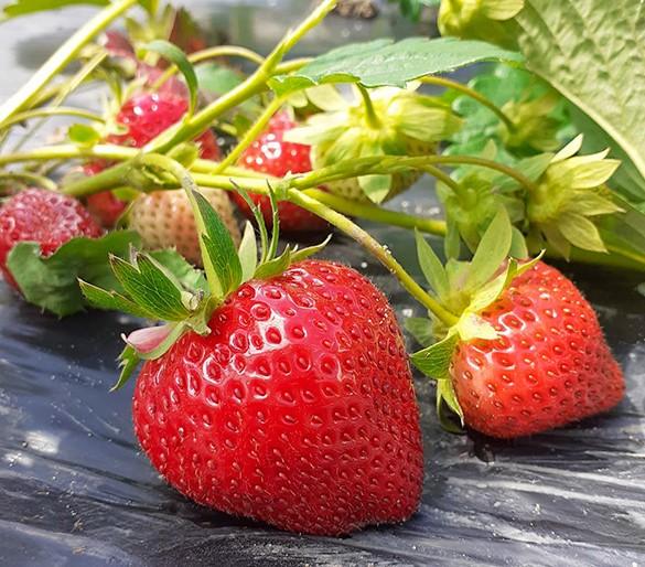 Vente de fraises à Noirmoutier-en-l'Île