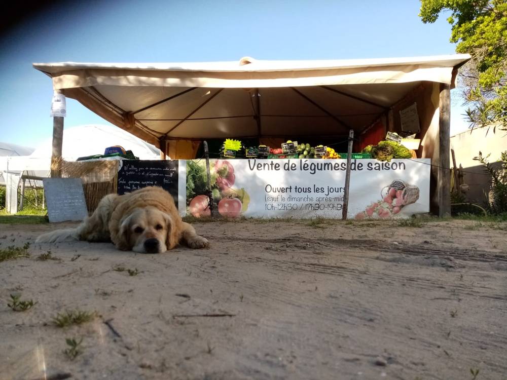 stand légumes