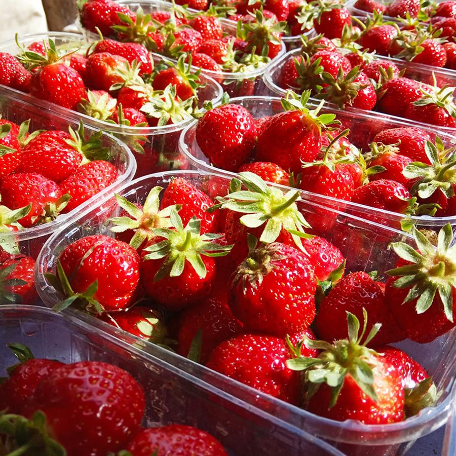 exploitation fraises