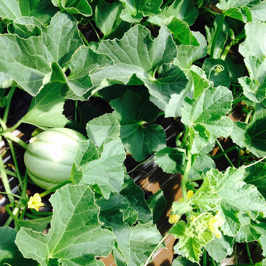 Vente de melons à Noirmoutier-en-l'Île