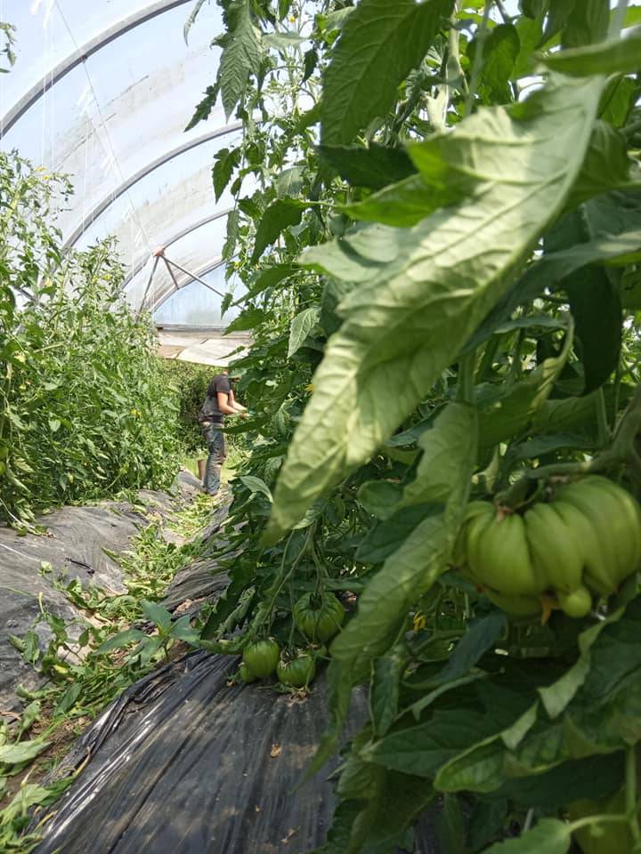 récoltes tomates