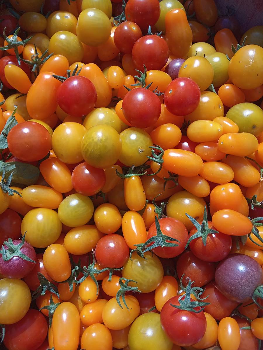 tomates cerises