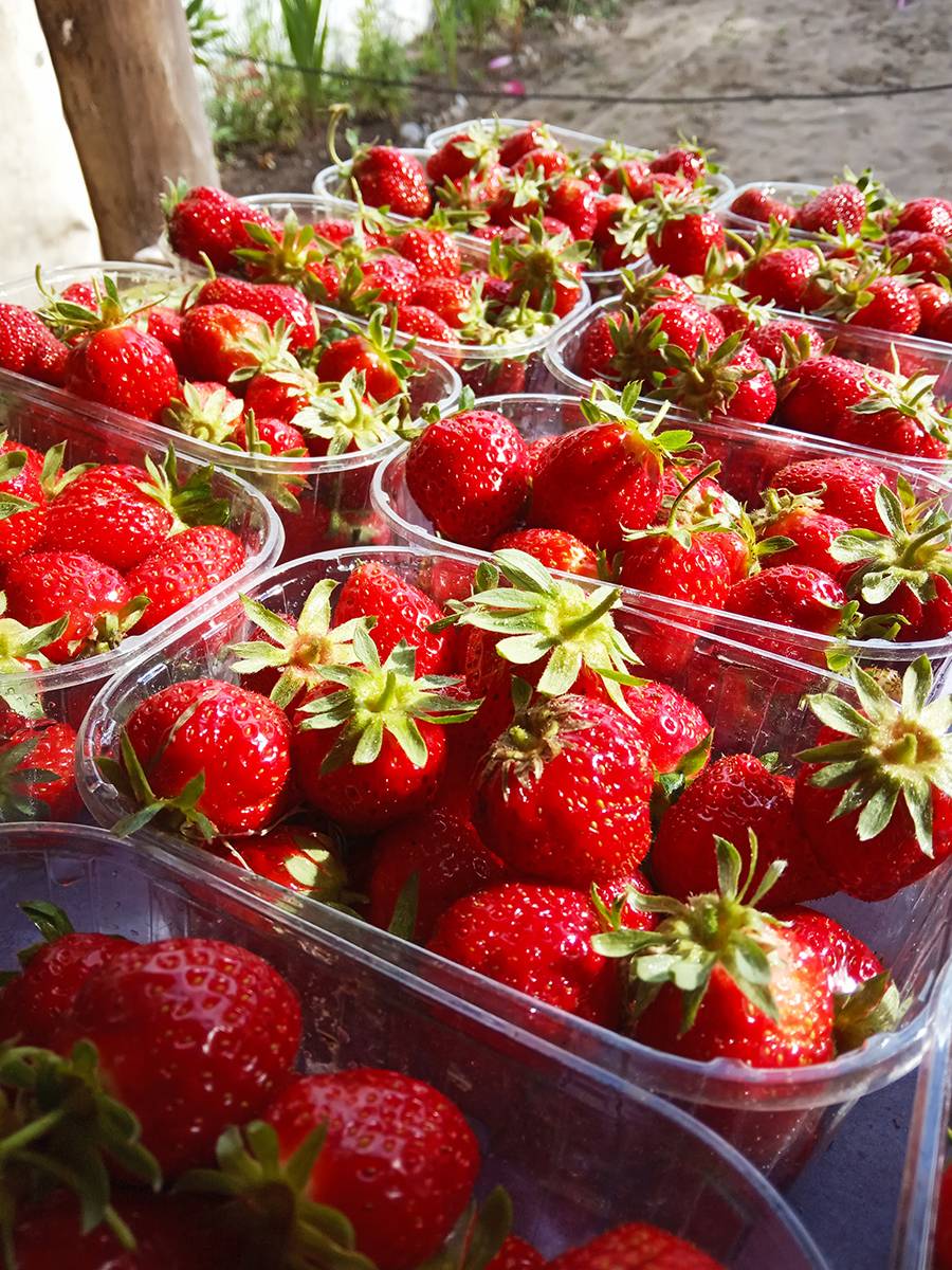 barquette fraises